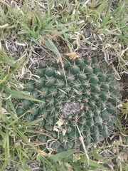 Mammillaria uncinata