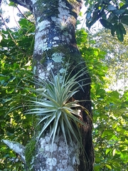Tillandsia gardneri