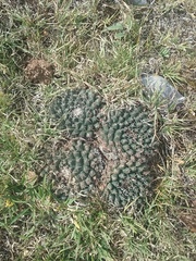 Mammillaria uncinata