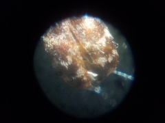 Anthrenocerus australis