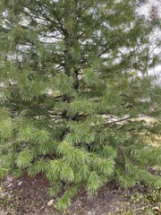 Pinus koraiensis