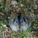 Wrangel Collared Lemming - Photo (c) pfaucher, some rights reserved (CC BY-NC), uploaded by pfaucher