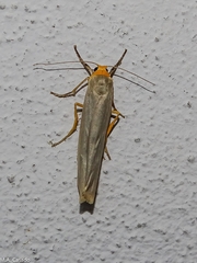 Eilema lurideola