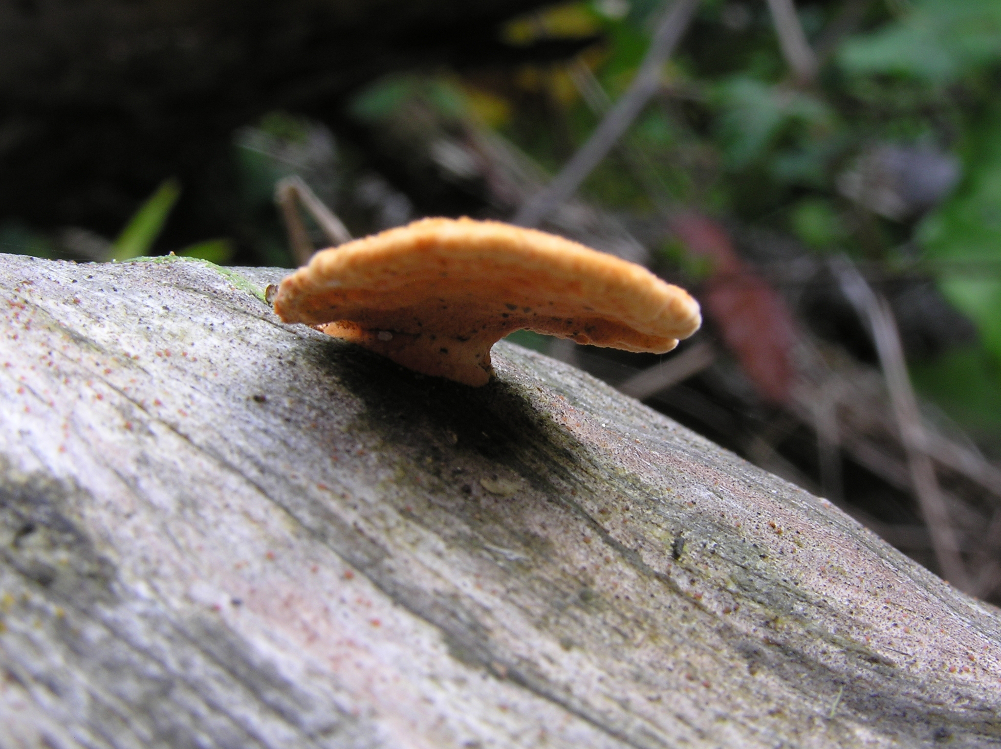 Pycnoporus coccineus image