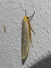 Eilema lurideola