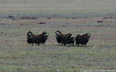 Ovibos moschatus