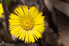 Tussilago farfara