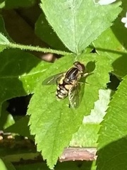 Parhelophilus flavifacies