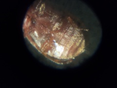 Anthrenocerus australis