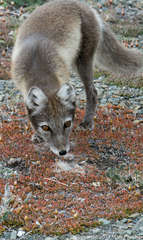 Vulpes lagopus lagopus