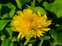 Taraxacum