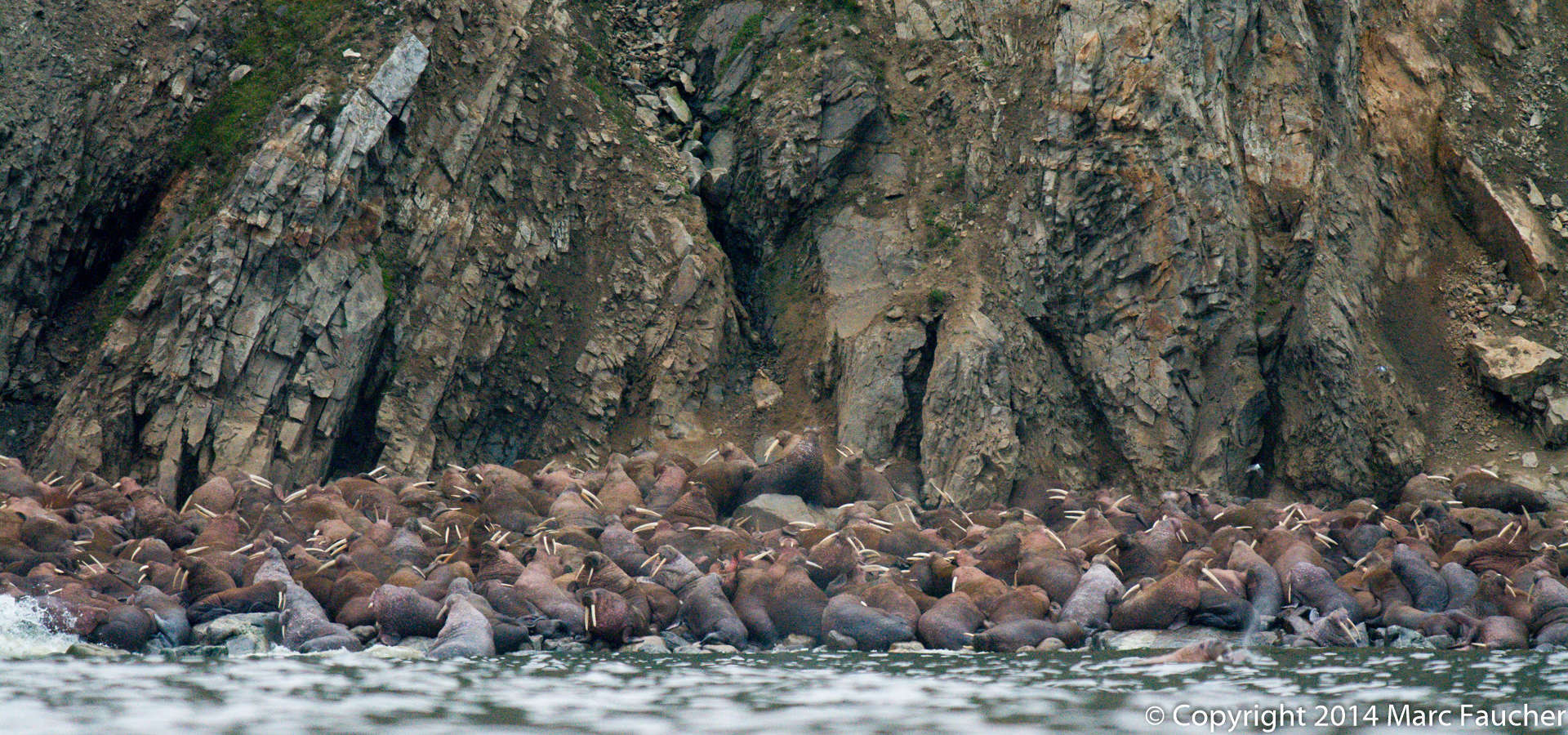 Morsa (Odobenus rosmarus) · NaturaLista Colombia