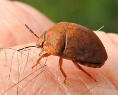 Steganocerus multipunctatus