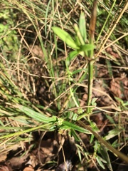 Spermacoce natalensis