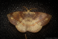 Anthela directa