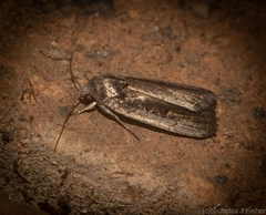 Athetis striolata