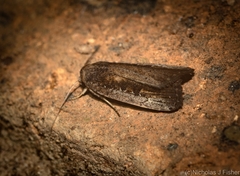Athetis striolata