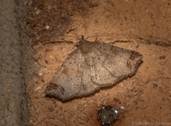 Lithilaria proestans