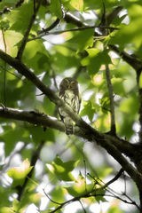 Glaucidium sanchezi