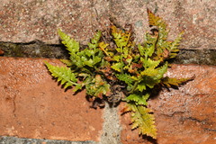 Asplenium adiantum-nigrum