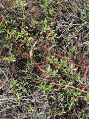 Ludwigia adscendens diffusa