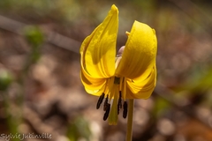 Erythronium americanum