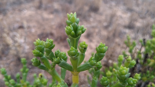 Image of Tecticornia triandra by (c) Dylan Butcher, some rights reserved (CC BY)