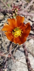 Cylindropuntia thurberi versicolor