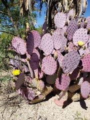 Opuntia santa-rita