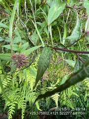 Eupatorium shimadae