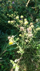 Berkheya maritima