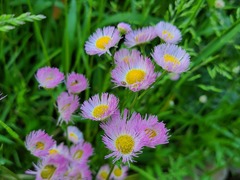 Erigeron