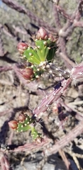 Cylindropuntia thurberi versicolor