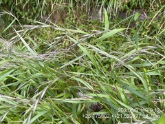 Elymus tsukushiensis