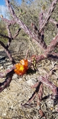 Cylindropuntia thurberi versicolor