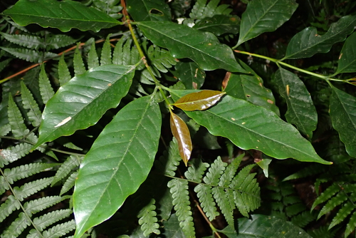 Diplospora dubia iNat (2)