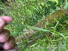 Elymus tsukushiensis