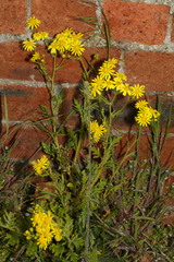 Senecio squalidus