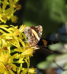 Vanessa hippomene hippomene