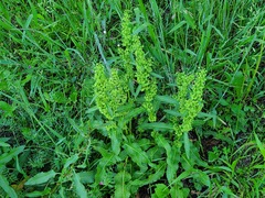 Rumex