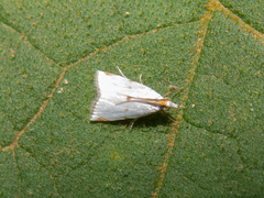 Argyria lacteella