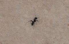 Camponotus japonicus