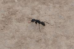Camponotus japonicus