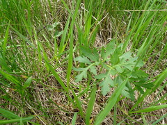 Polytaenia nuttallii