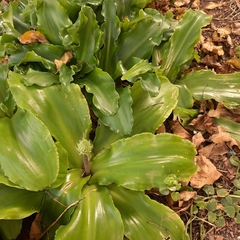 Veltheimia