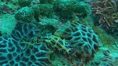 Halgerda willeyi
