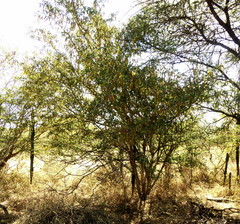 Image of Acacia erubescens