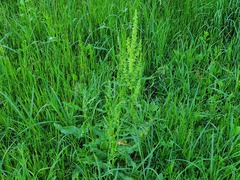 Rumex