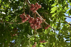 Cabralea canjerana