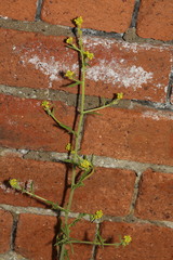 Sisymbrium officinale